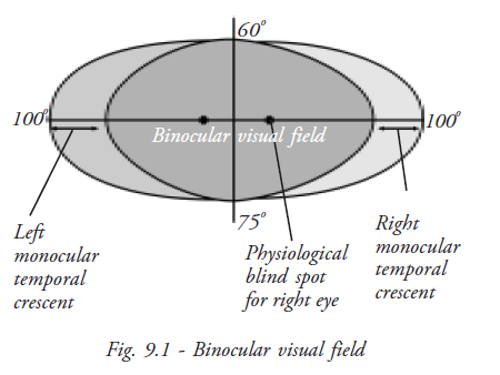  Binocular Visual Field 